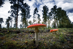Fotograf: Stefan P