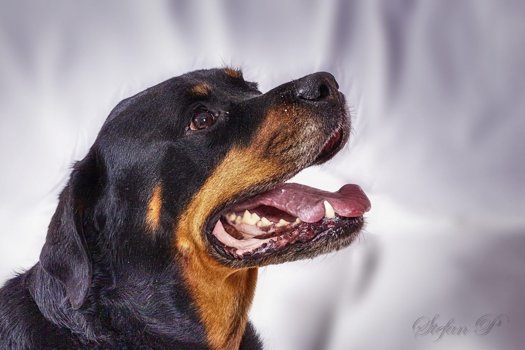 Rottweiler