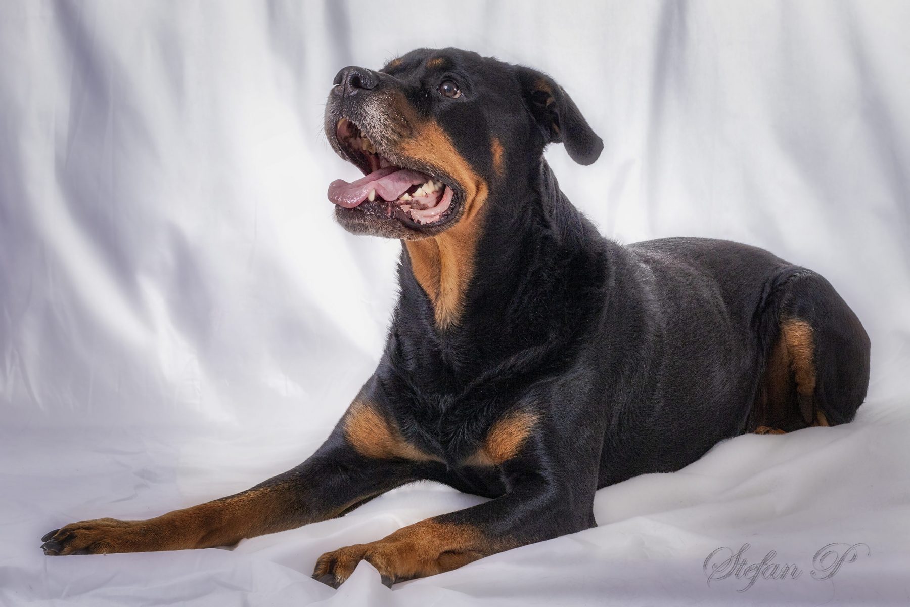 Rottweiler