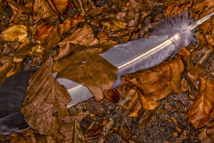 Vingpenna 5