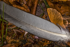 Vingpenna 15